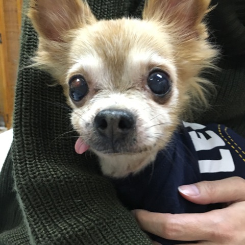【今日の里帰りワンコ🐶チワワのリリ君💕、トイプードルのはくび💕＆ヨーキーのリリ💕、チワワのももちゃん💕】Ｎｏ３